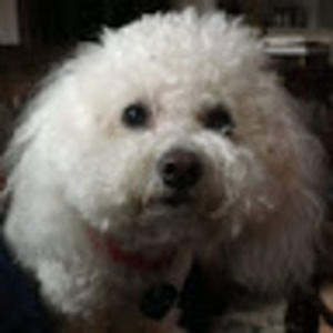 Meet your Posher, Alison